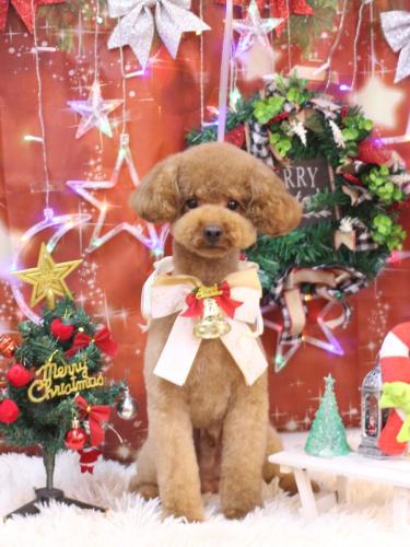 20231224まめくん